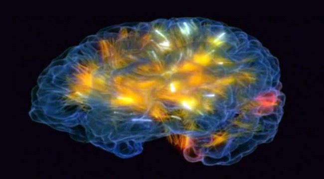 مفاجأة .. الدماغ يتوقف عن إنتاج خلايا الذاكرة في سن 13