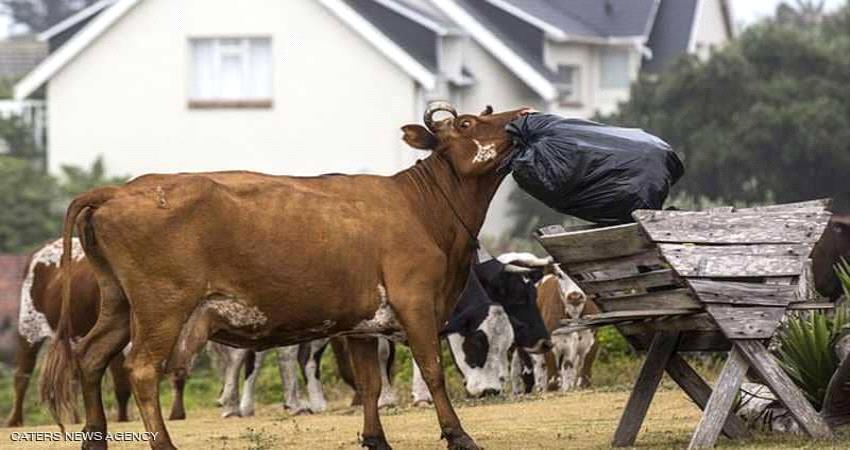 "ثورة الأبقار" تنشر الفوضى في قرية أفريقية