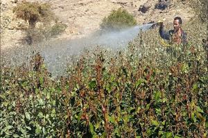 اليمن.. موت زاحف على هيئة مبيدات في أوراق النبات