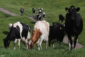  أنفلونزا في حليب الأبقار تثير مخاوف جائحة جديدة في العالم