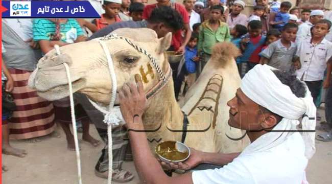 تريم : تزيين الجمال بالحنّاء قبيل انطلاقها إلى شعب نبي الله هود ( مصور)