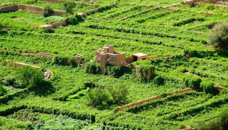 مدير مركز أبحاث يكشف عن خطر يحوّل اليمن إلى بلد قاحل