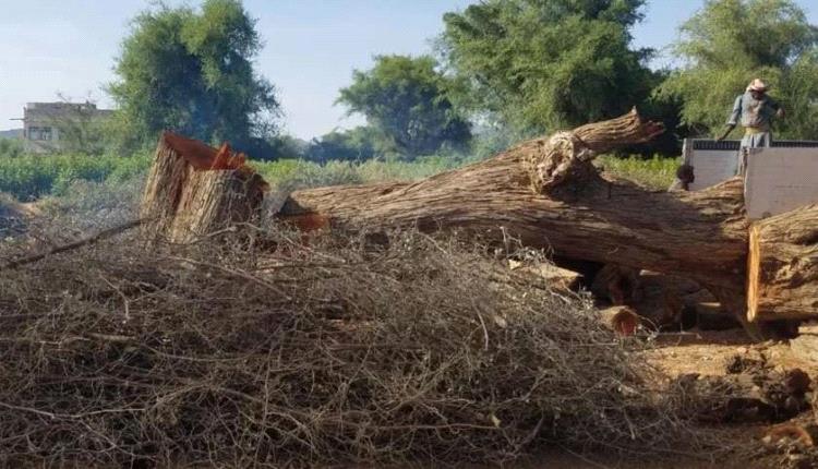 السدر اليمني ..ثروه مهدده