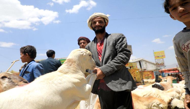 أوبئة تُهدد المواشي في اليمن... واتهامات للحوثيين بالإهمال